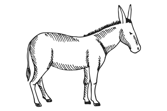 Donkey Sketch Graphics: Hand Drawn Farm Illustrations