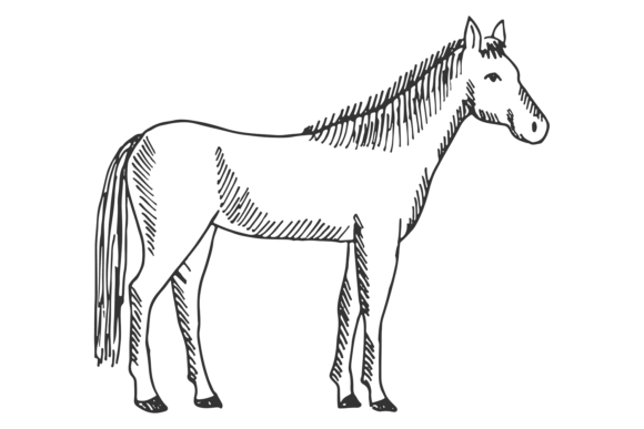 Horse Sketch Graphics: Hand-Drawn Farm Illustrations