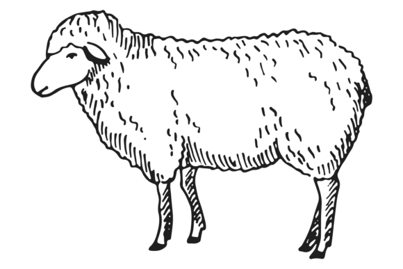 Lamb Sketch Graphics: Farm Wool Animal Illustrations