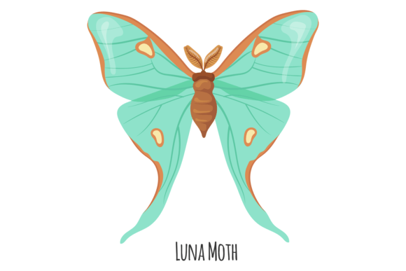 Luna Moth: Summer Flying Animal. Winged