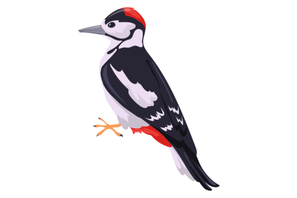 Woodpecker Bird Graphics: Forest Illustrations for Local Brands